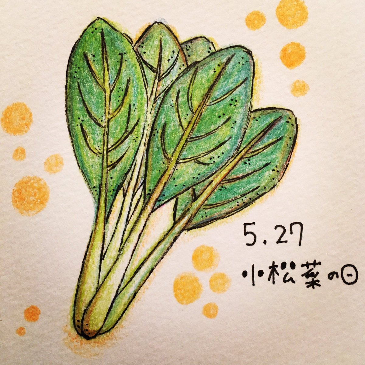 日めくり 手書きイラストレーター En Twitter 19年5月27日 小松菜の日 こまつなの語呂にちなんで記念日に 小松菜のシンプルなおひたしが好きです 小松菜 野菜イラスト