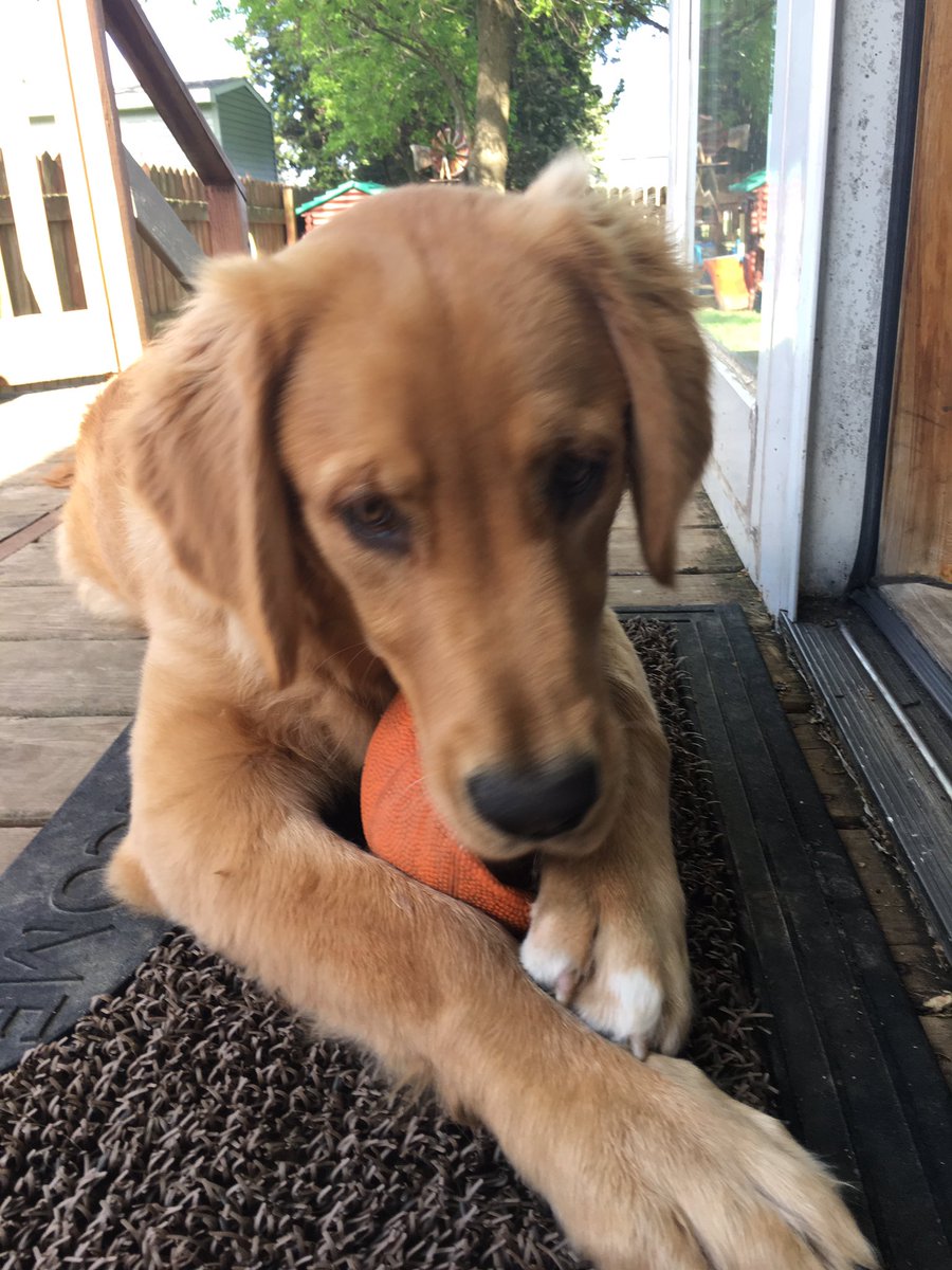 Brandon Balk tweet media