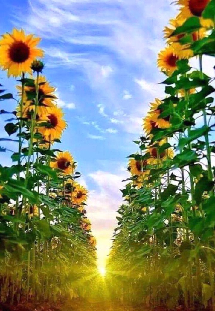 Sileusa's tweet photo. #voltacarlu o Sol e seus girassóis te aguardam e bem mais fortalecido, sem você  @Carlinhosmaiaof a internet não tem graça, vá  tranquilo e na volta ponha este Ig para crescer,a família que te ama estará  sempre com você 🌻🌻🌻💜💛💚❤ https://t.co/A4g2e7xyBR