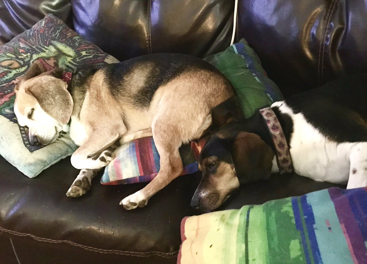 Today the person was doing the yard workings but gave Ruby and me the outsides without yard workings. Then we did the air runs and the person has more yard workings but we did nappings and the day is still going!