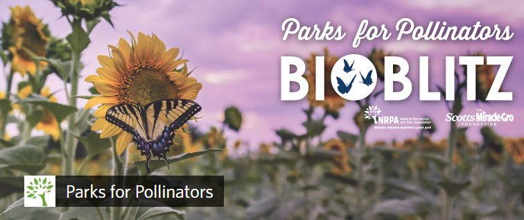 The Parks for Pollinators BioBlitz is a national effort to raise awareness and community involvement in the pollinator crisis through local parks &amp; recreation. Get your park involved! <a href="/NRPA_news/">NRPA news</a> 

inaturalist.org/projects/parks… 

#bioblitz #pollinators #parks4pollinators #citizenscience