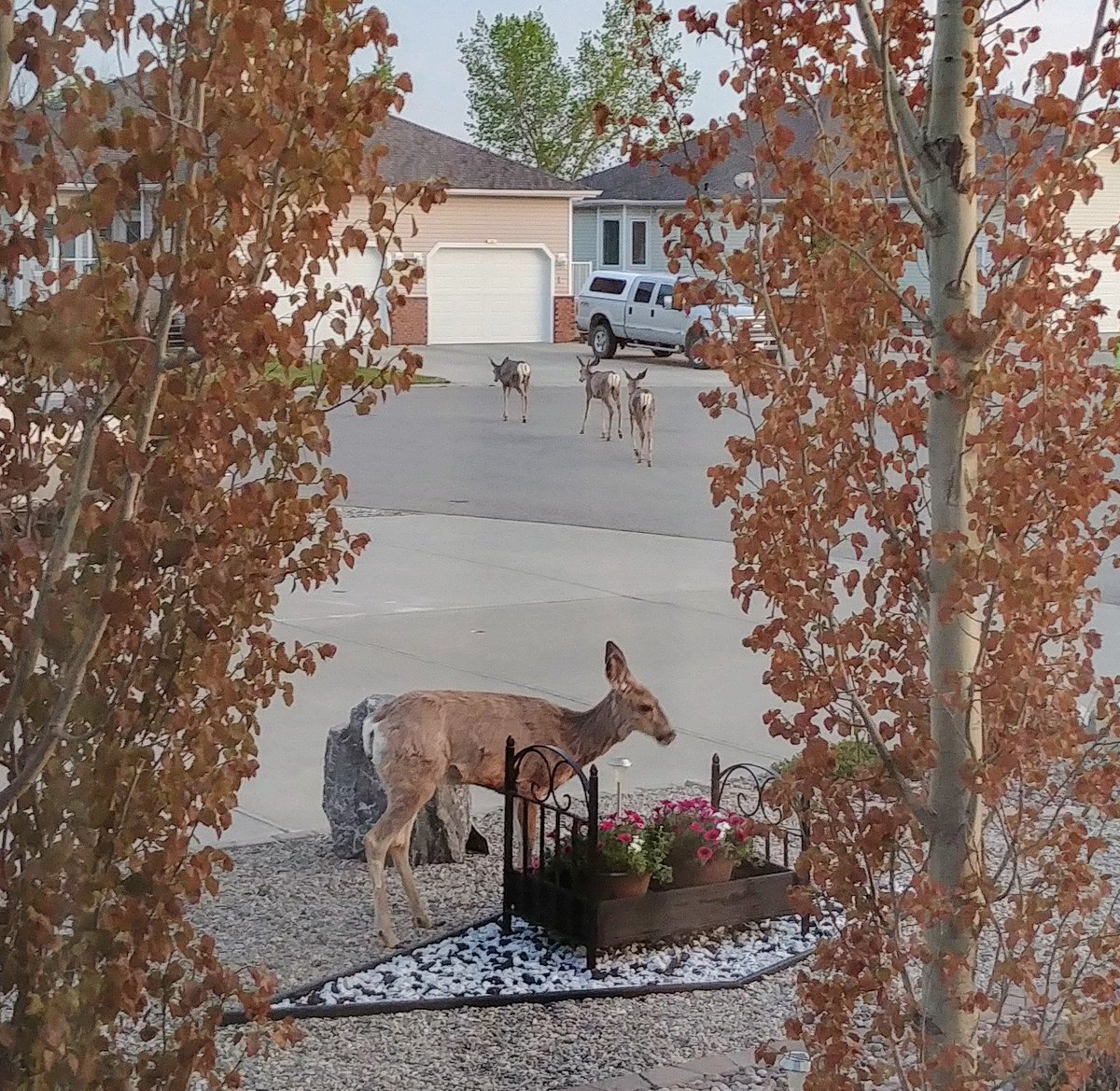 margpollon's tweet photo. @CTVdavidspence Claresholm deer having a "bedtime" petunia snack! https://t.co/ysTAbTyF3J