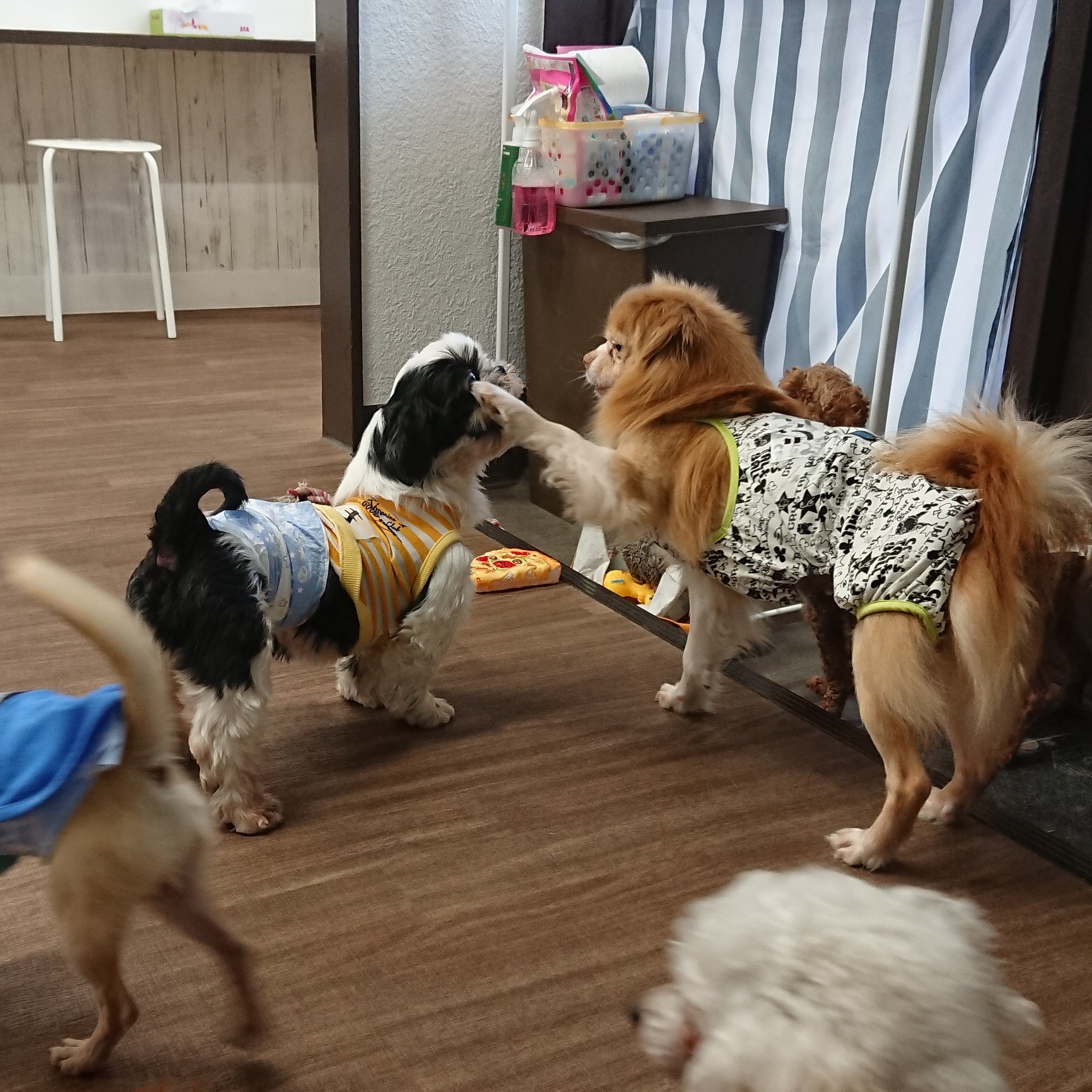 保護犬カフェ 立川店 Twitterissa 最近仲良しのジーニーとまさき 朝はよく男2匹でワンプロをしています とってもビビリ さんで保護当初はビビリションビビリ をしていたジーニーも最近ではいたずらをするように 嬉しい変化 只今誰でもヒーローチャンス