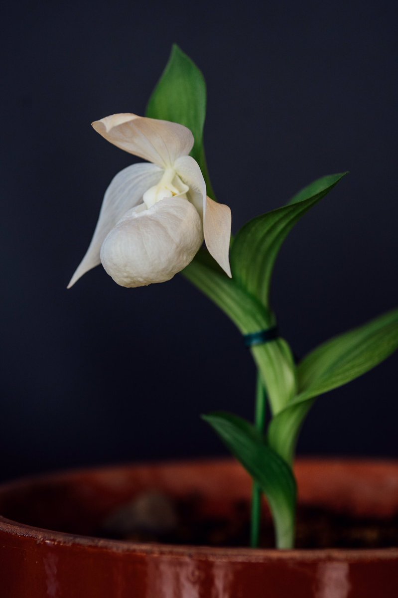 O Xrhsths 礼文島観光協会 Sto Twitter レブンアツモリソウが開花しています レブンアツモリソウ群生地と高山植物園でご覧いただけます レブンアツモリソウ 礼文島