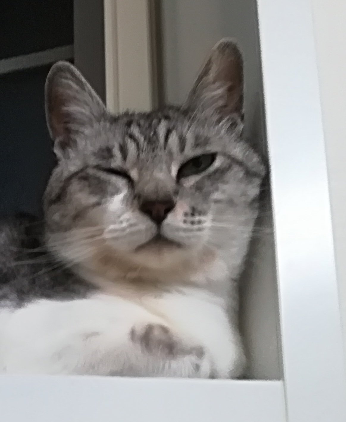 由紀子ママ オリが昨日から片目だけ細くしてて 目ヤニも涙もなく痒がる様子や擦りつけたりもない 甘えた時の仕草とは違うし ちょっと様子みて病院連れていこう 動物病院は何ヶ所が見つけてあるけど どこがいいのかな 猫好きさんと繋がりたい 猫の