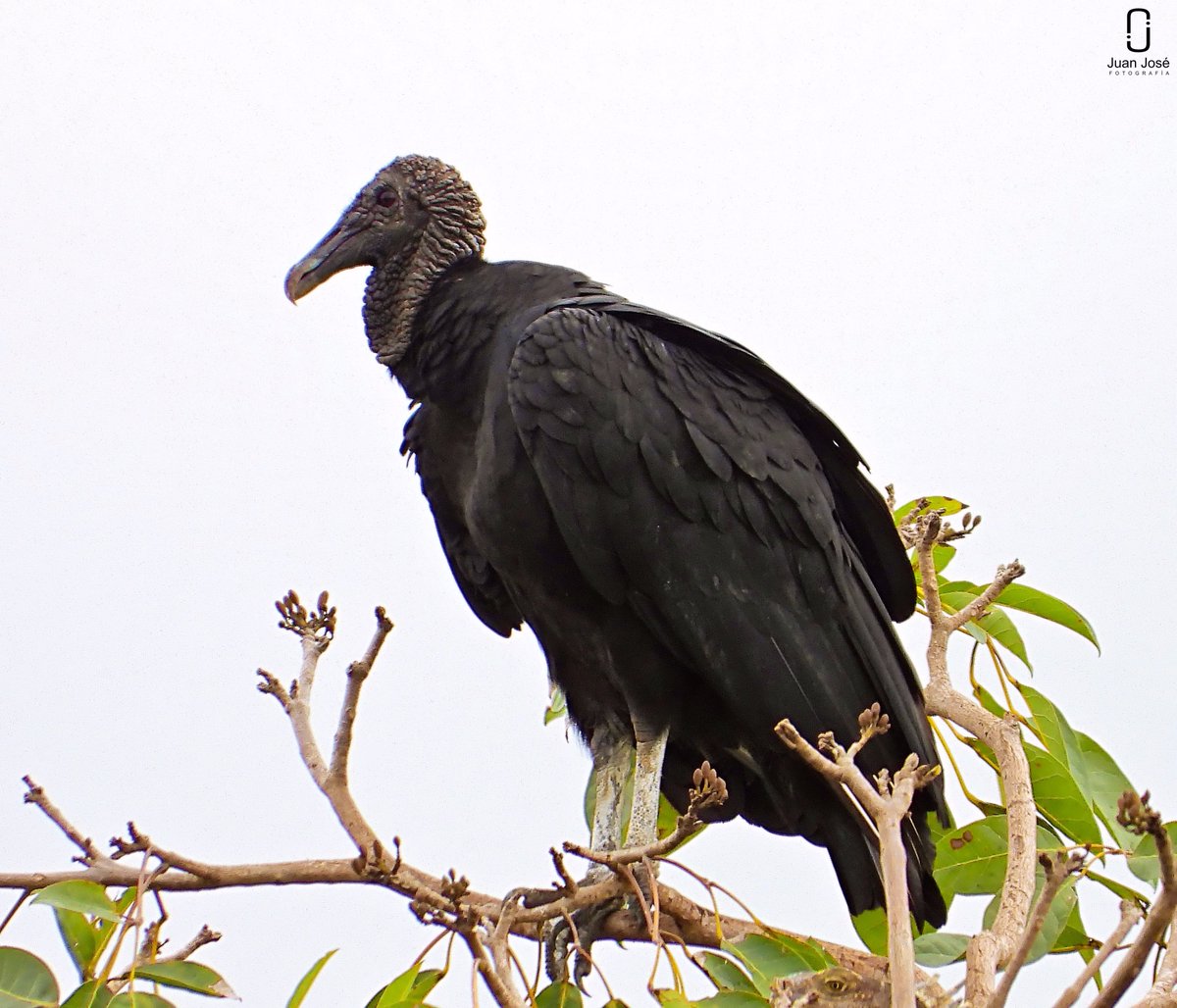 JJLN0468's tweet photo. Nunca falta el colado en la foto. ¿Lo pillaron? 
Golero (Coragyps Atratus) #AvesDelSinu #Lorica #photo #photography #photographer https://t.co/D9kbpS7ck5