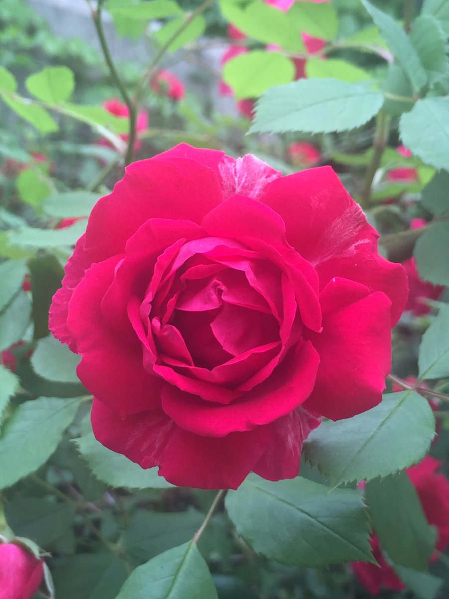 <a href="/sky2263140/">lee yoo seung</a> <a href="/npower825/">H. D. Kang 행복비결</a> <a href="/2Laras/">라라 Y./ Lara P.Y.</a> <a href="/B_J_Ryu/">피고지고</a> <a href="/jchef1101/">HyoungMin,Choi</a> 오늘 하루 편안하게 보내세요^^