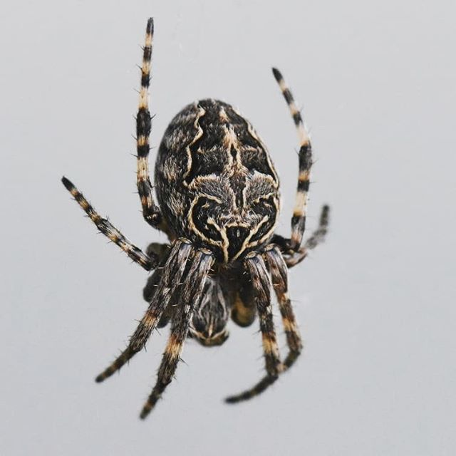 gttavisions's tweet photo. Waiting to pounce...
.
.
#spidermacro #insectmacro #macrospider #igbestmacro #insects #macrophotography #nature_of_our_world #world_bestnature #world_macro_captures #nature_art #macrophotography #macro_love #macro_world #macro_secrets #macro_mood #macro_… https://t.co/YKCBWUUPcT https://t.co/g5ENOTd9go