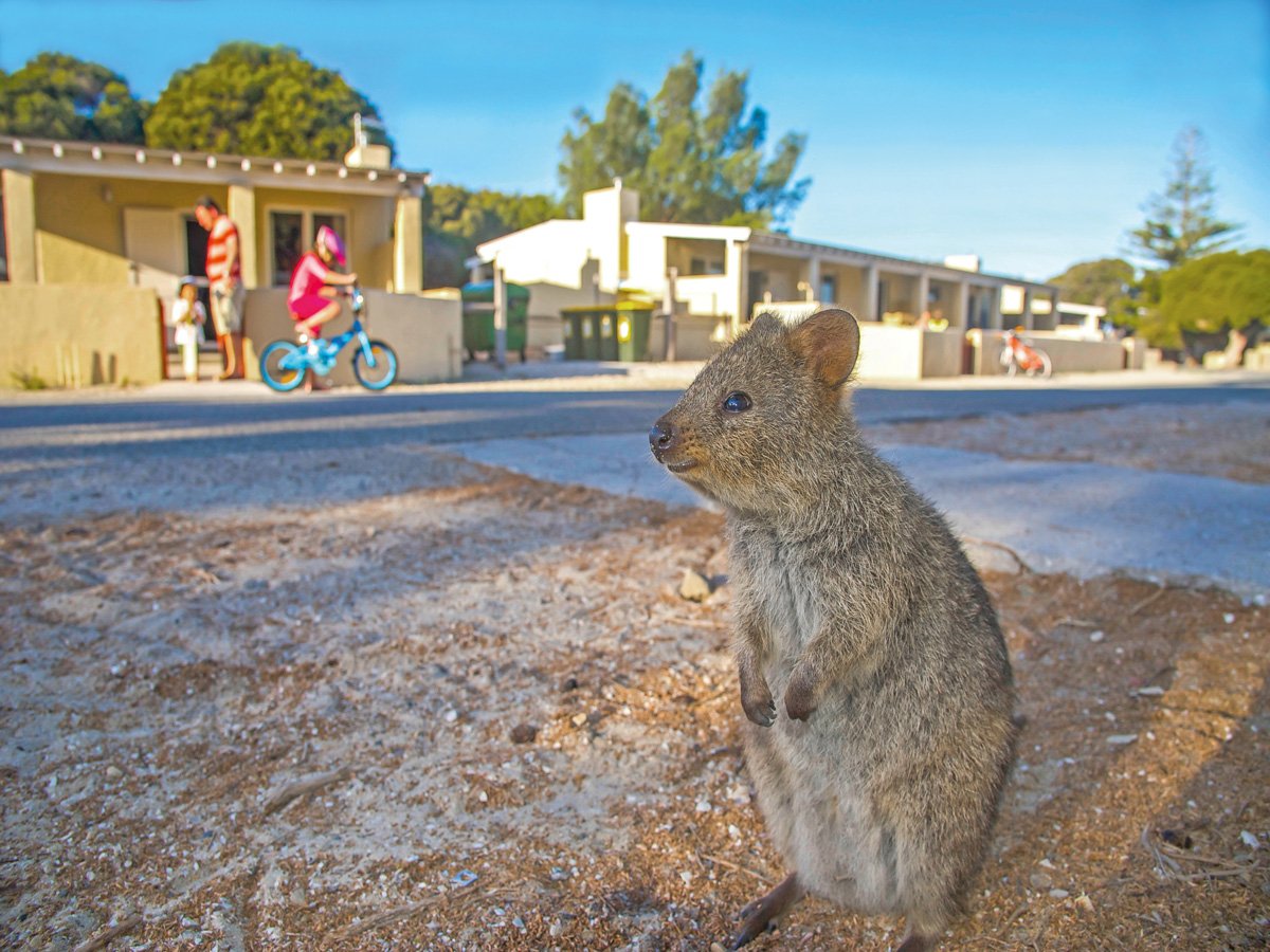 ClubMarineAU's tweet photo. Let the kids explore to their heart’s content on Rottnest Island, Western Australia’s family-friendly boating haven, where an abundance of natural wonders and activities await visitors.

Australia: https://t.co/1Lw0my78Sv 
New Zealand: https://t.co/ZAkhranwb0 https://t.co/ESiQdkconY