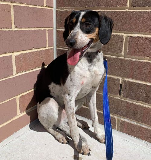 beagle bluetick mix