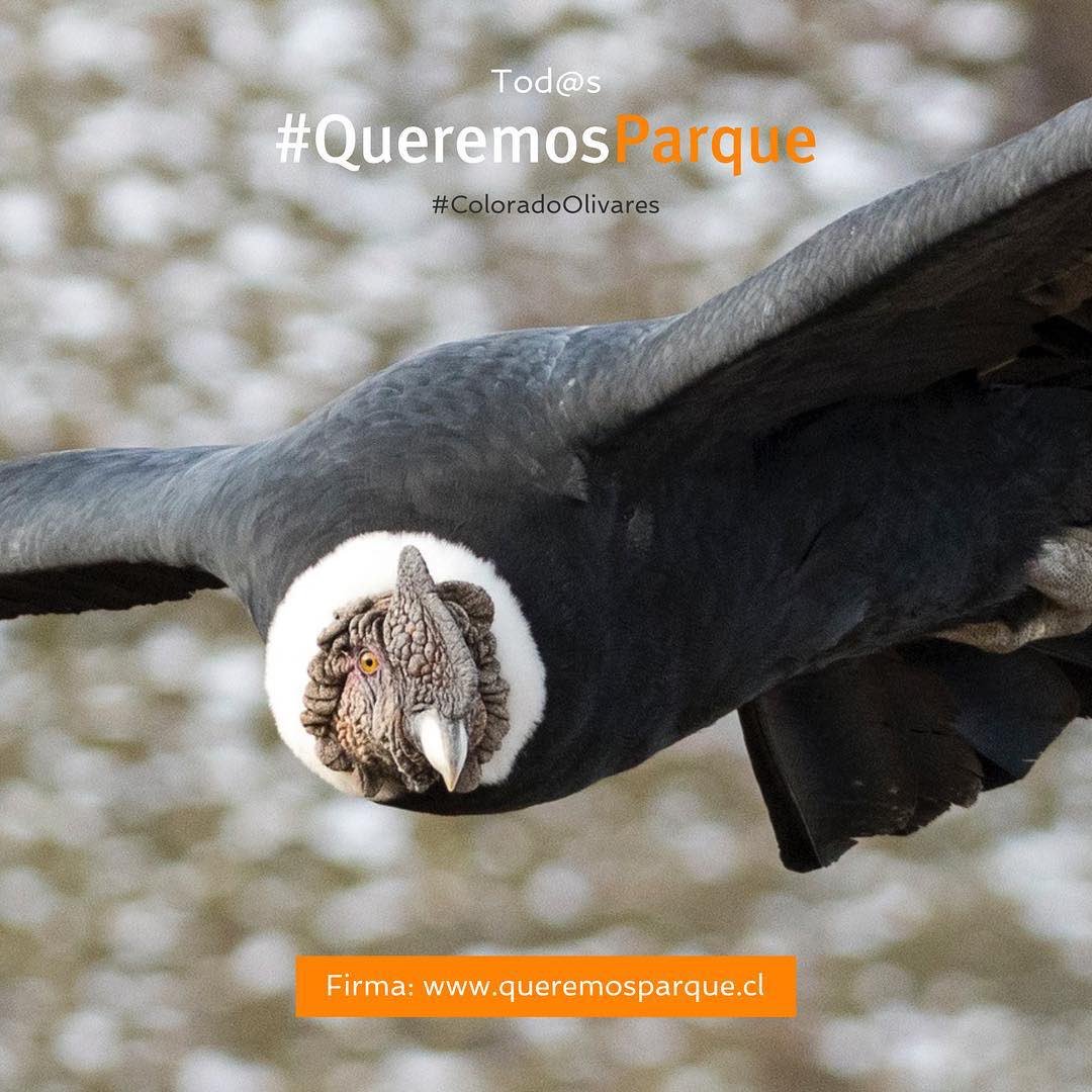 NoAltoMaipo's tweet photo. Protejamos y abramos las 142.000 hectáreas de los valles del #RíoColorado y #RíoOlivares a todas y todos los chilenos. ¡Firma aquí! https://t.co/pZMgAoABLo
#ProtegeElCajón #NoAltoMaipo #QueremosParques https://t.co/V4aozhWeKX