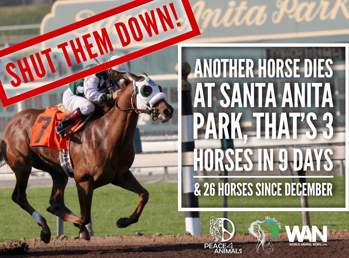 WorldAnimalNews's tweet photo. 🚨TAKE ACTION NOW! Yet another #horse has died at @SantaAnitaPark today, bringing the total deaths to 26 since Dec. 26th.💔🐎💔

Help us call for the #racetrack to be SHUTDOWN, by contacting #Arcadia City Council Members at 📞(626) 574-5403 Tuesday morning.

🌍👉@WorldAnimalNews https://t.co/We95pd4xPQ