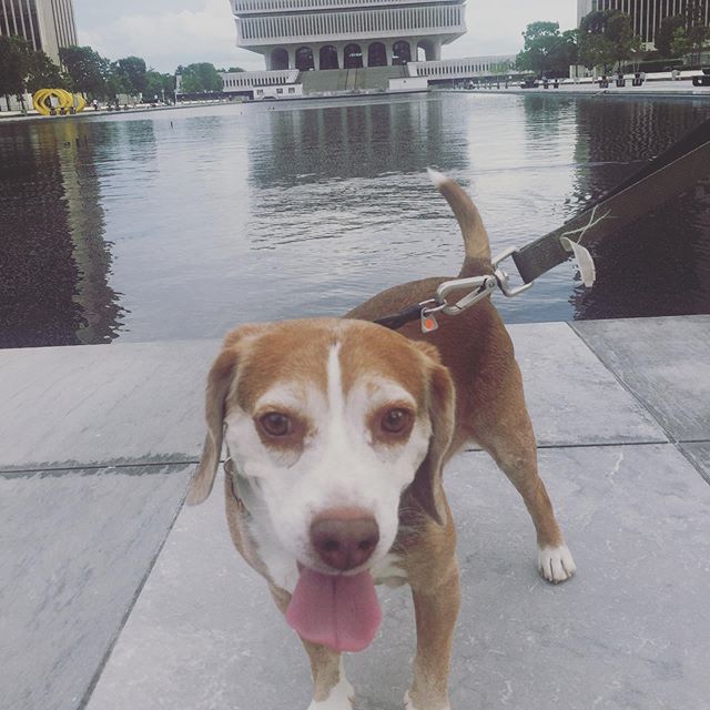 CuInCapitalCity's tweet photo. Long weekends equal long walks! Happy Memorial Day, friends! 
#beaglesofinstagram #rescuedog #memorialdayweekend https://t.co/TraEgZw2nM https://t.co/EqQslQRnfp