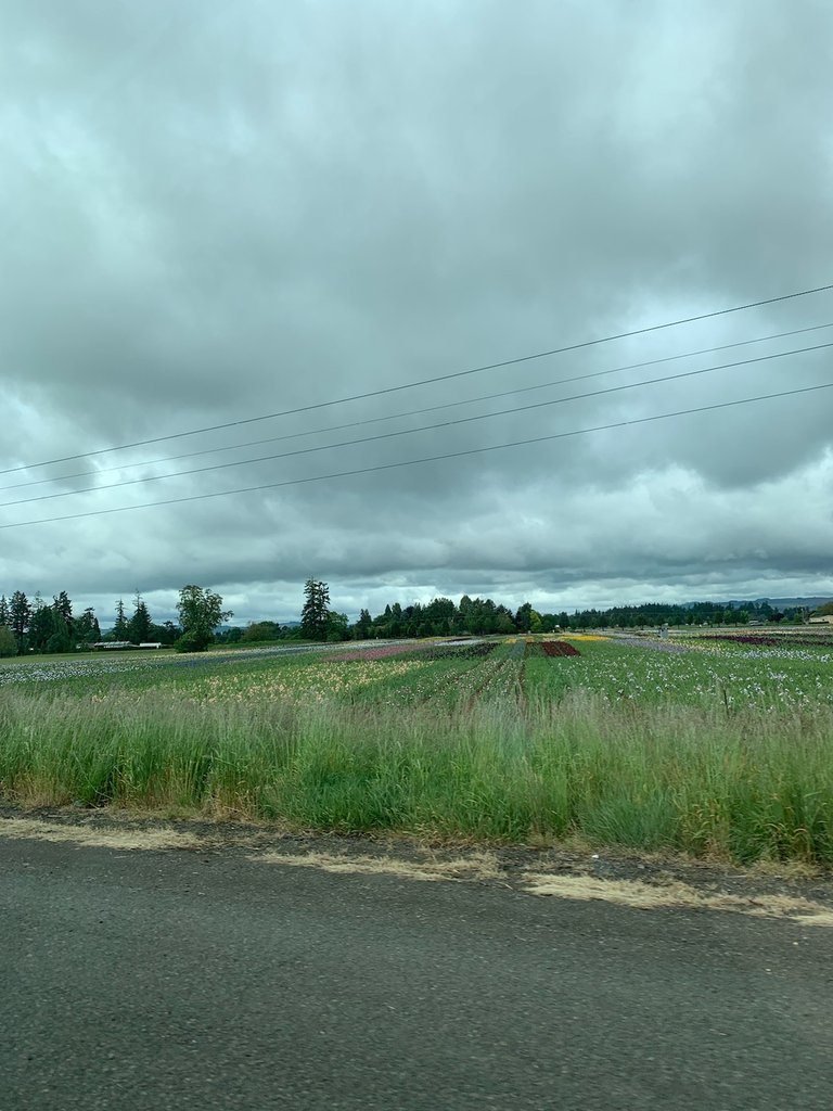 In case you need another reason to come out here, the sun is breaking through over Schreiner's Iris Garden on I-5 just north of Salem. A rainbow of iris on the way to wine and food at Sass Winery Memorial Day Weekend Open House, noon to 5 p.m. today and tomorrow!