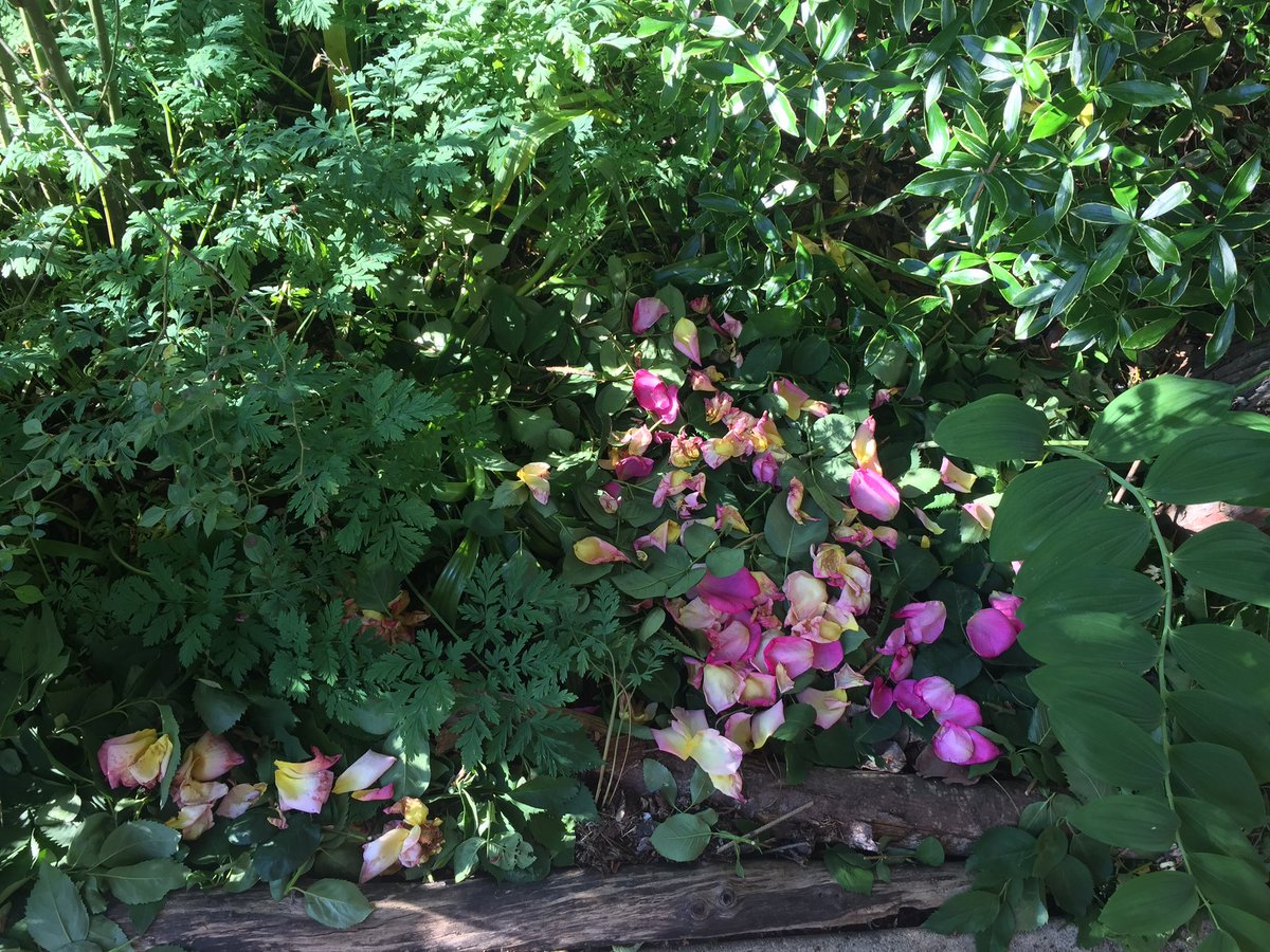 PollinatorPW's tweet image. Spring is here and we are probably all pruning. Why cut, then haul, then have it taken away when you can just chop and drop?
less work, protects &amp;amp; fertilizes the soil, great habitat for worms &amp;amp; bugs, suppresses weeds, saves the $ and pollution of hauling it, and it’s pretty!