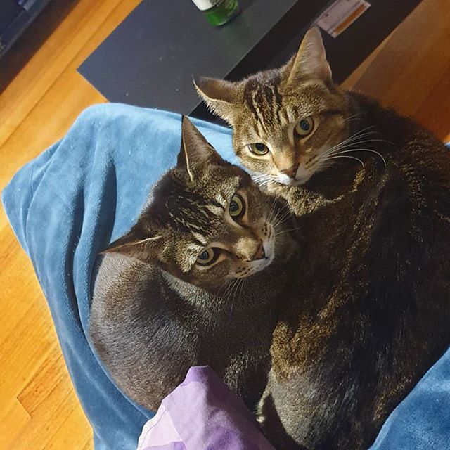 samihaigh's tweet photo. When you adjust your position slightly and inconvenience your cats. https://t.co/vMwuU5po4C https://t.co/LykebmEmfP
