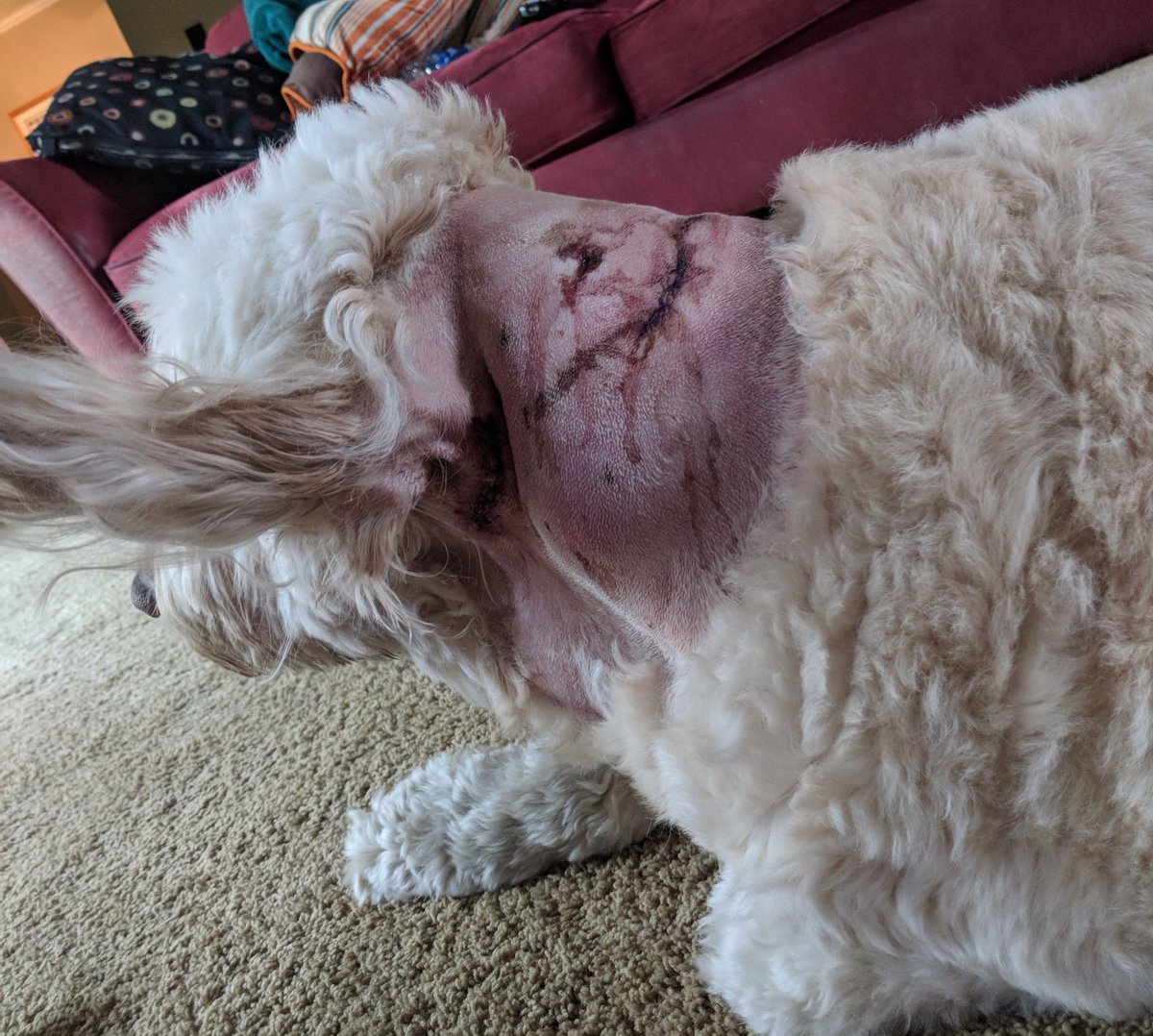 JebKenney's tweet photo. PSA: if you are a dog owner, walk the dog with a leash. My dog was attacked at Crowley yesterday by a Pitbull off it's leash. She is doing fine and a police report has been made and the dog is now quarantined #UseALeash https://t.co/RVrk1P7m3V
