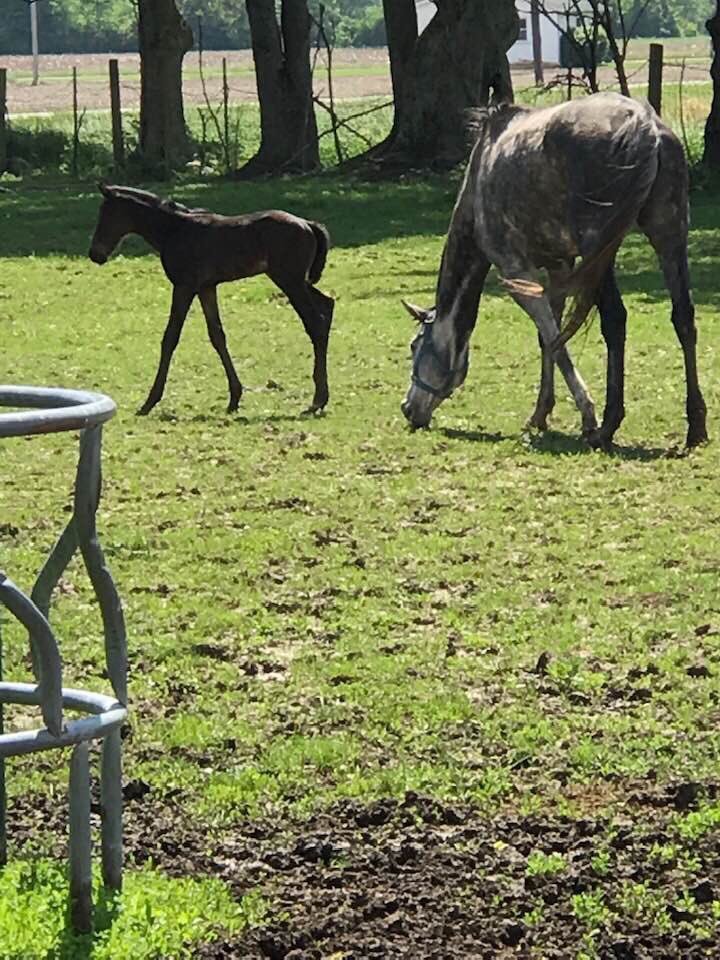 HP taking a stroll around the farm. He’s two weeks old now and full of energy! #thoroughbreds #foals #thoroughbredfoals #thefarrerm #huntingtonsprayer