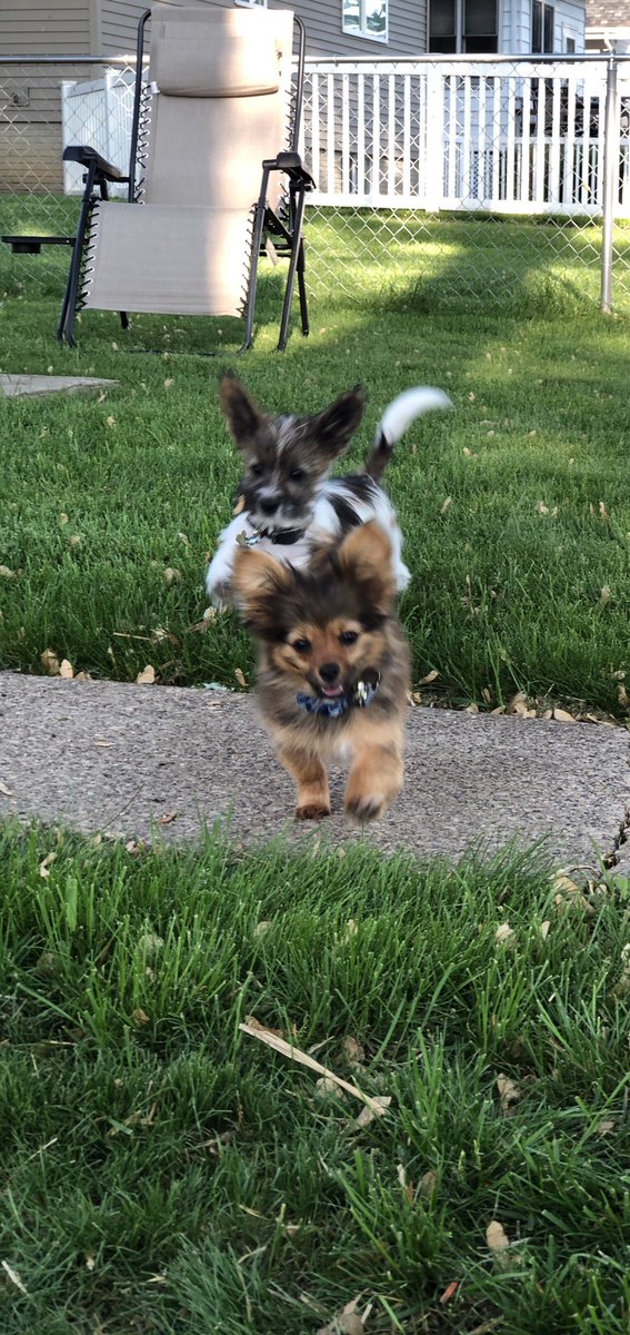 Theisen215's tweet photo. Puppy vacation #brothers #overnightStay #aWholeWeek https://t.co/BhV8GVrDIE