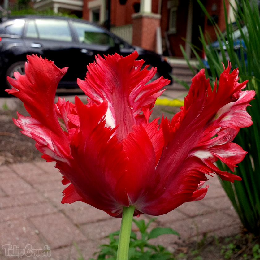 TulipCrush's tweet photo. 🌷 Break-out tulip plans a getaway no one will suspect 🚗 #ZoomZoom

#LoveTulips #tulips #tulip #tulpen #TulipFestival #TulipTime #MyOttawa #Ottawa #OttawaInBloom19 #Canada #ExploreCanada #flowers #nature #garden #gardening #CanadianTulipFestival #CdnTulipFest #photo #photography https://t.co/rbL5jjaREe