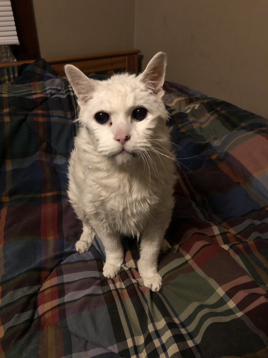 We adopted this cat, Snowy when we moved to America from Canada in 1999 and he celebrated his 20th birthday yesterday 😱😻 
Our life is infinitely happier with your love and affection for us ❤️
Happy 20th birthday to you, Snowy!