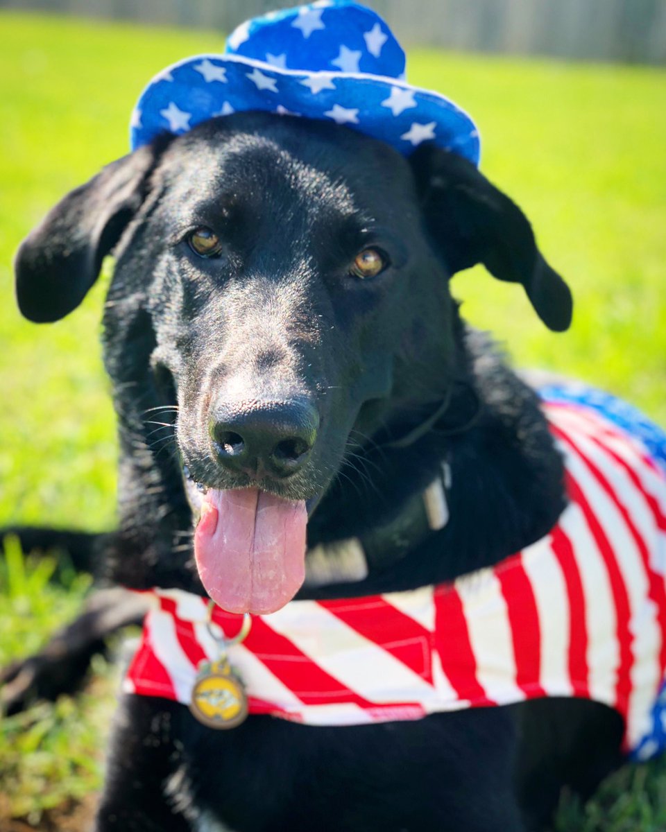 #memorialdayweekend #memorialday #givethanks #nashville #nashvilledogs #instadog #dogsofinstagram #nashville_tn #hockeydog #memorialday2019 #dogsoftennessee  #tennessee #redwhiteandblue #love #mansbestfriend #dogoftheday