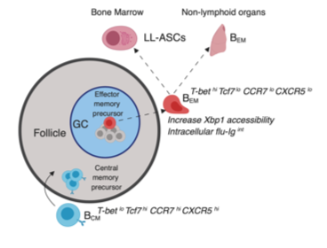 mmw_lmw's tweet photo. #Memory_B_Cell_Subsets | Fcrl5 and T-bet define influenza-specific memory B cells that predict long-lived antibody responses | Fran Lund @UABNews @biorxivpreprint https://t.co/w2i2Gb7DA8 https://t.co/pbB6hhbYtN