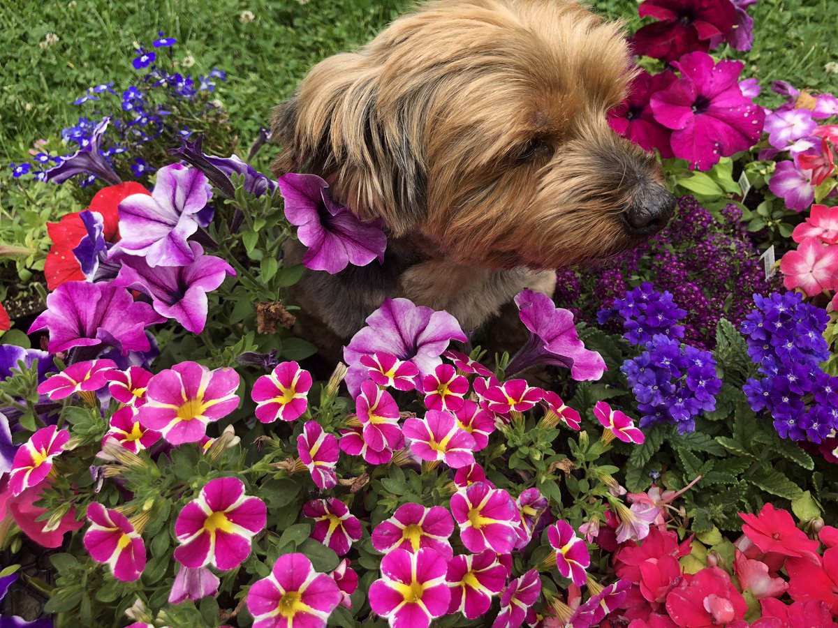 robodesigner's tweet photo. @kirstiealley Max - #AdoptDontShop https://t.co/hDKQNTjyhe
