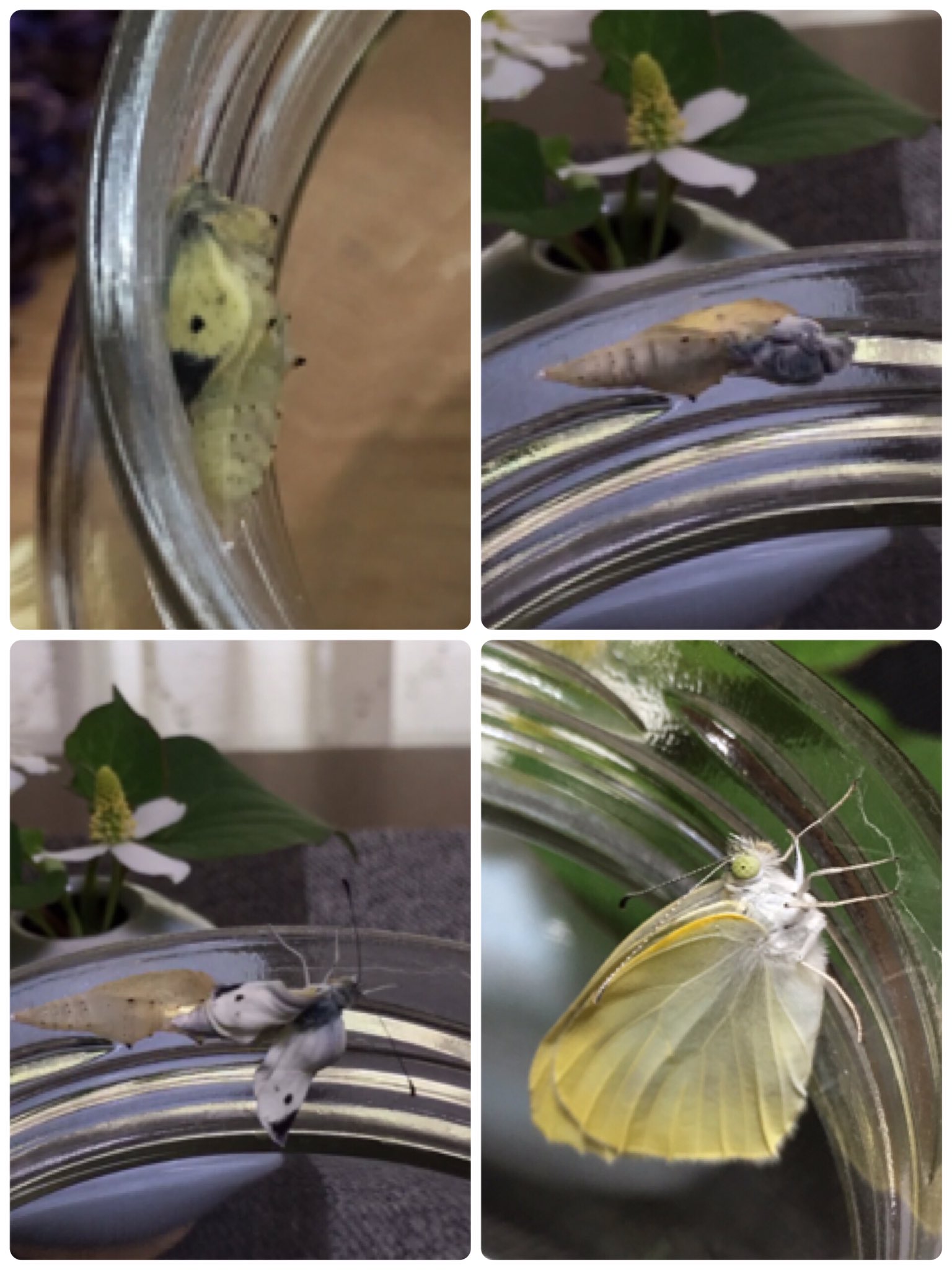 Inori 在 Twitter 上 モンシロチョウが羽化しました 玄関前の徒長した葉牡丹にモンシロチョウの幼虫がいたので育つまで待ち 蛹になるタイミングで捕獲 観察していました ただ葉牡丹にはまた新しい卵があり 庭ではつがいのモンシロチョウが 玄関前の無残な