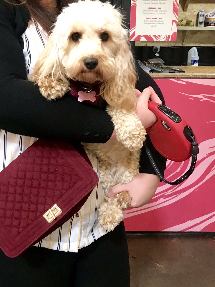aboutthedoguk's tweet photo. Fab day at The Baltic Farmers Market @BalticMarketLiv yesterday! Just look at my customers! The cutest, friendliest dogs. #DogsofTwittter #dogs https://t.co/J0eWrxCgn9