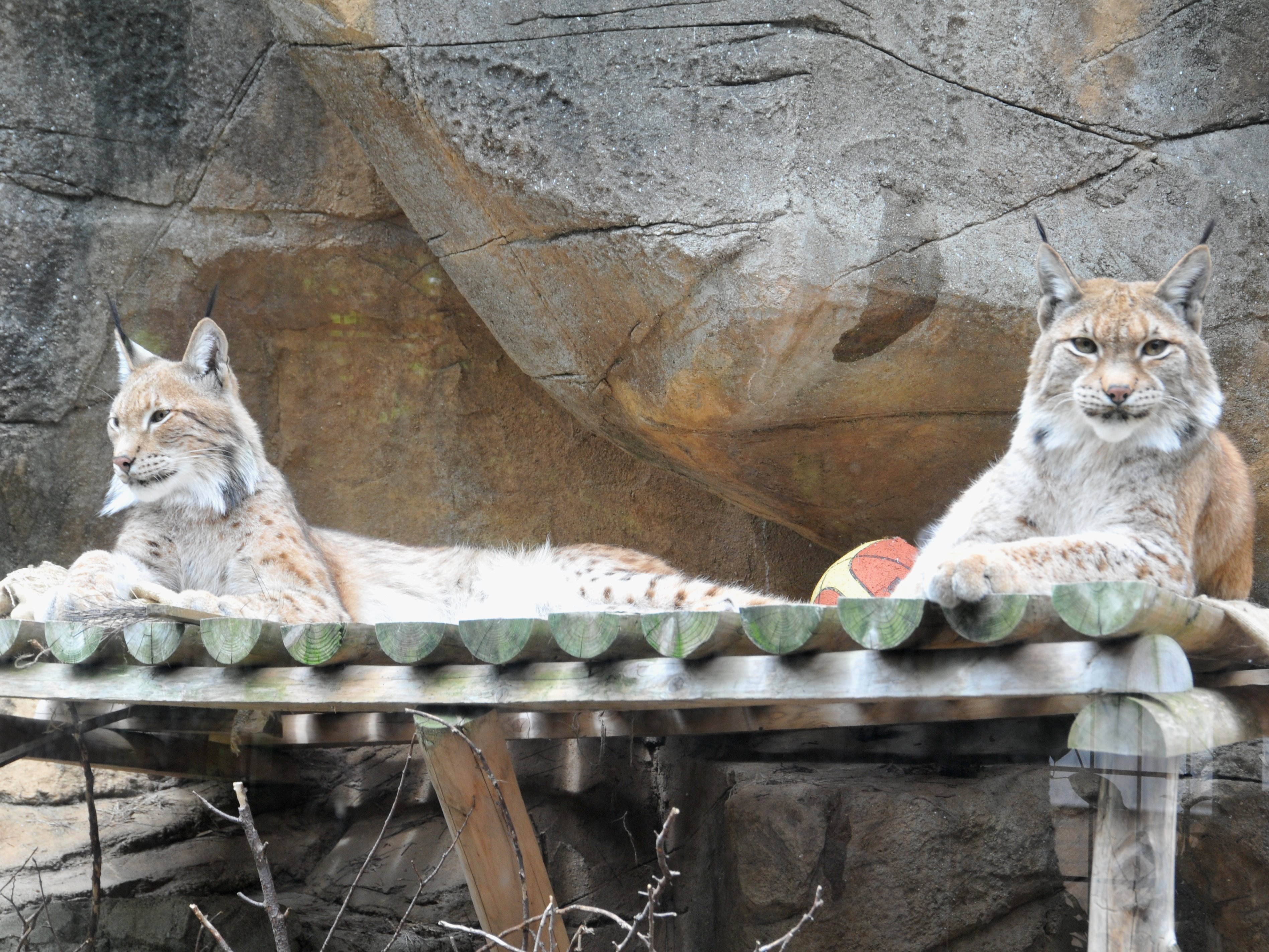 神戸市立王子動物園（公式） on X: 