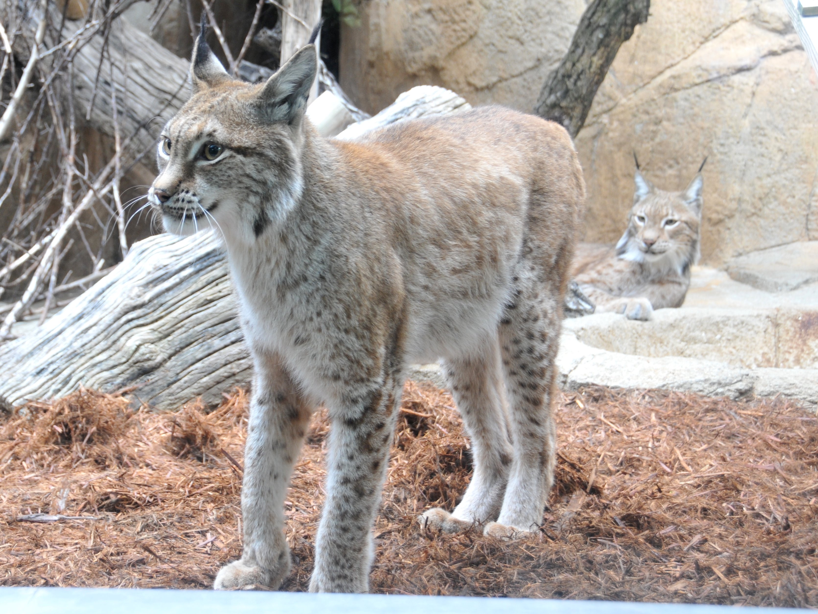 神戸市立王子動物園 公式 シベリアオオヤマネコのアルとベル 美しい２頭ですが 猫らしい可愛らしさもたまりません 神戸市 Kobecity 王子動物園 動物園 Zoo シベリアオオヤマネコ T Co 8lqbqou79e Twitter