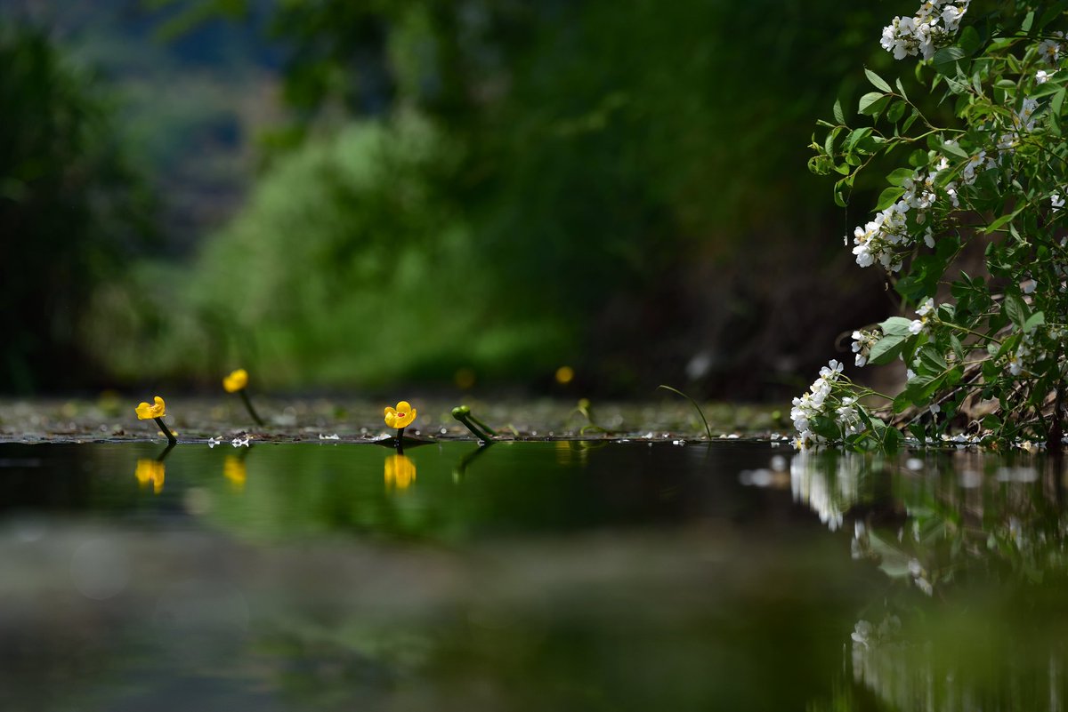 찔래꽃 향기 그윽히 수면에 진진한 물속에서 남개연과 눈마춤
