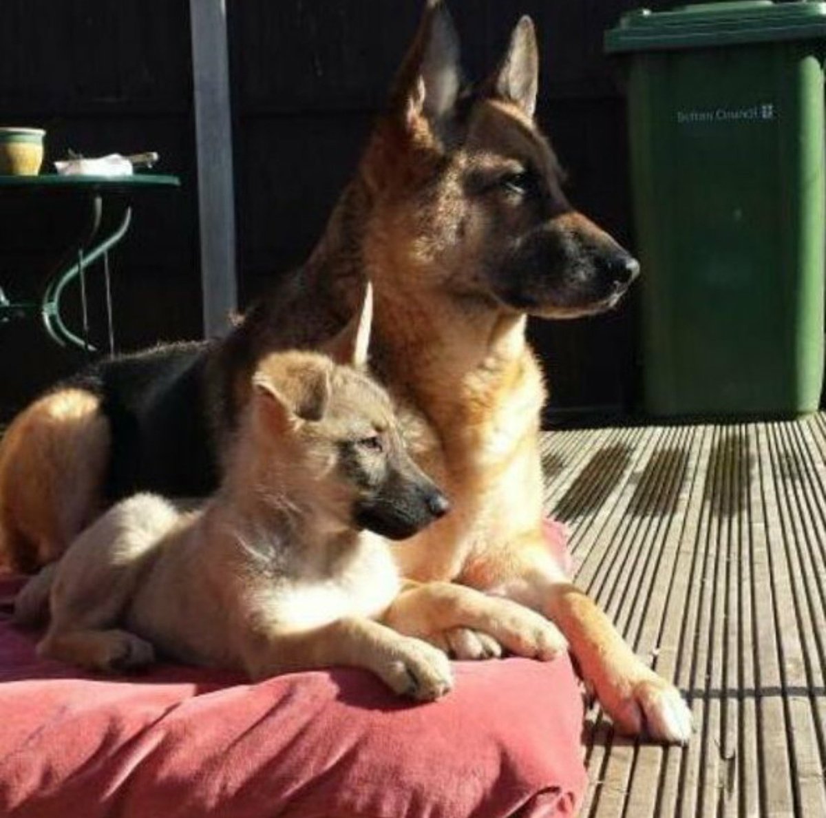 0824scon's tweet photo. #googlereminder
Sky and bella - sky taught her everything and took her on as her own!! We really dont deserve dogs! They are amazing creatures! https://t.co/h0hct5ATv1
