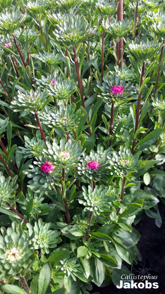 summerflowersNL's tweet image. De teelt van deze bloem is vrij lastig, omdat de plant alleen geteeld kan worden op gronden met een uniforme opbouw met een extreem goede structuur. Belangrijk is ook dat de bloem steeds op verse grond moet worden geteeld.

#Callistephus #ZomerAster #Summerflowers #seizoensboem