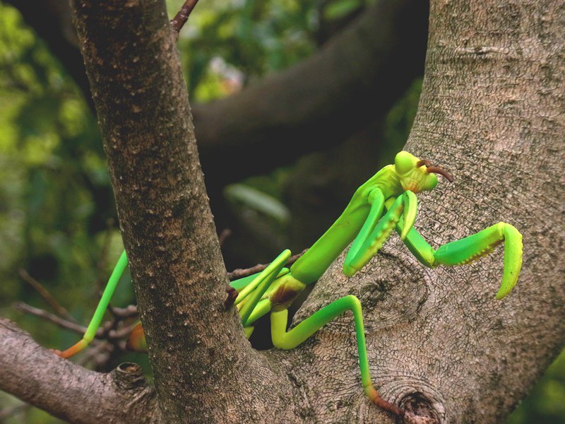 タカラトミーアーツ ガチャ企画部 A Twitter 危ないやつらがやってきた 今年の 昆虫の森ｇ は新登場のオオスズメバチが ディスプレイタイプと可動タイプの2つの前あしを選べるオオカマキリと共に カブト クワガタに挑戦 全5種 1回0円です