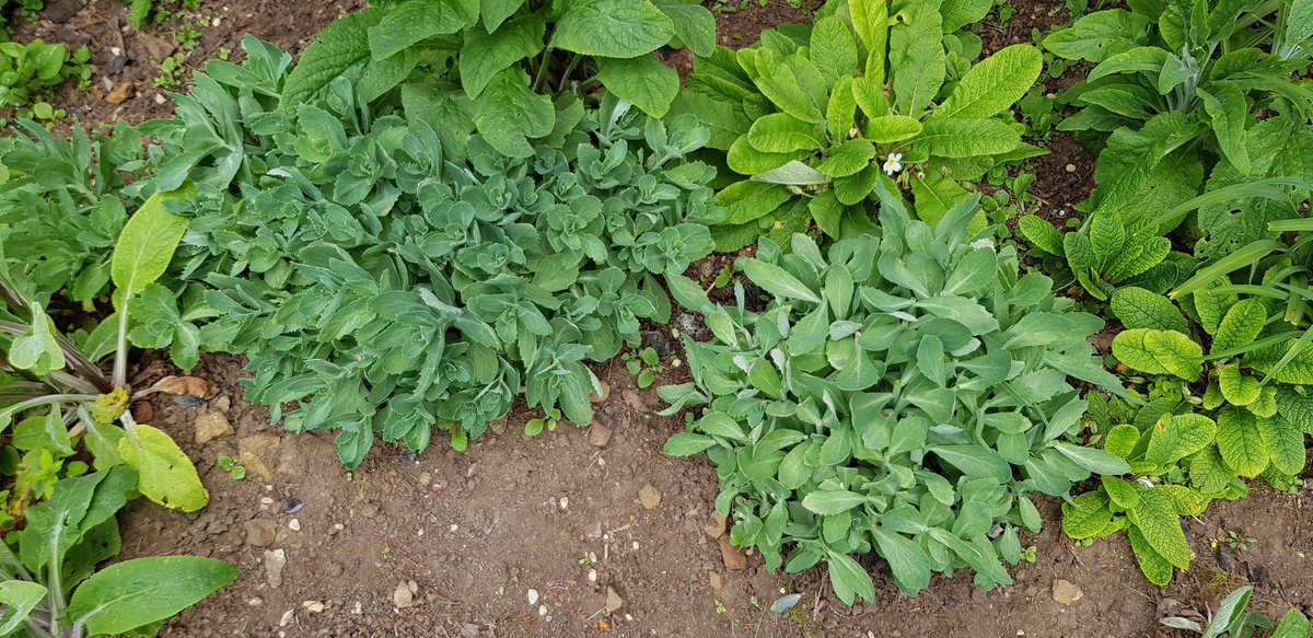 WFGA_'s tweet photo. Time to Chelsea Chop your Sedums and late flowering herbaceous perennials such as Asters, taking off no more than one third of their stem length to help them stand upright #topicaltips https://t.co/W7FwckiZnB