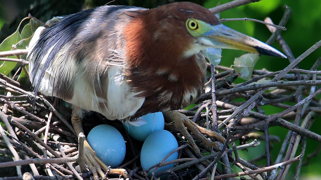 CGTNOfficial's tweet photo. #Chinese pond-heron mother and hatchlings in E #China forest park https://t.co/hS7LwsvKvX https://t.co/SwP6W9knYP