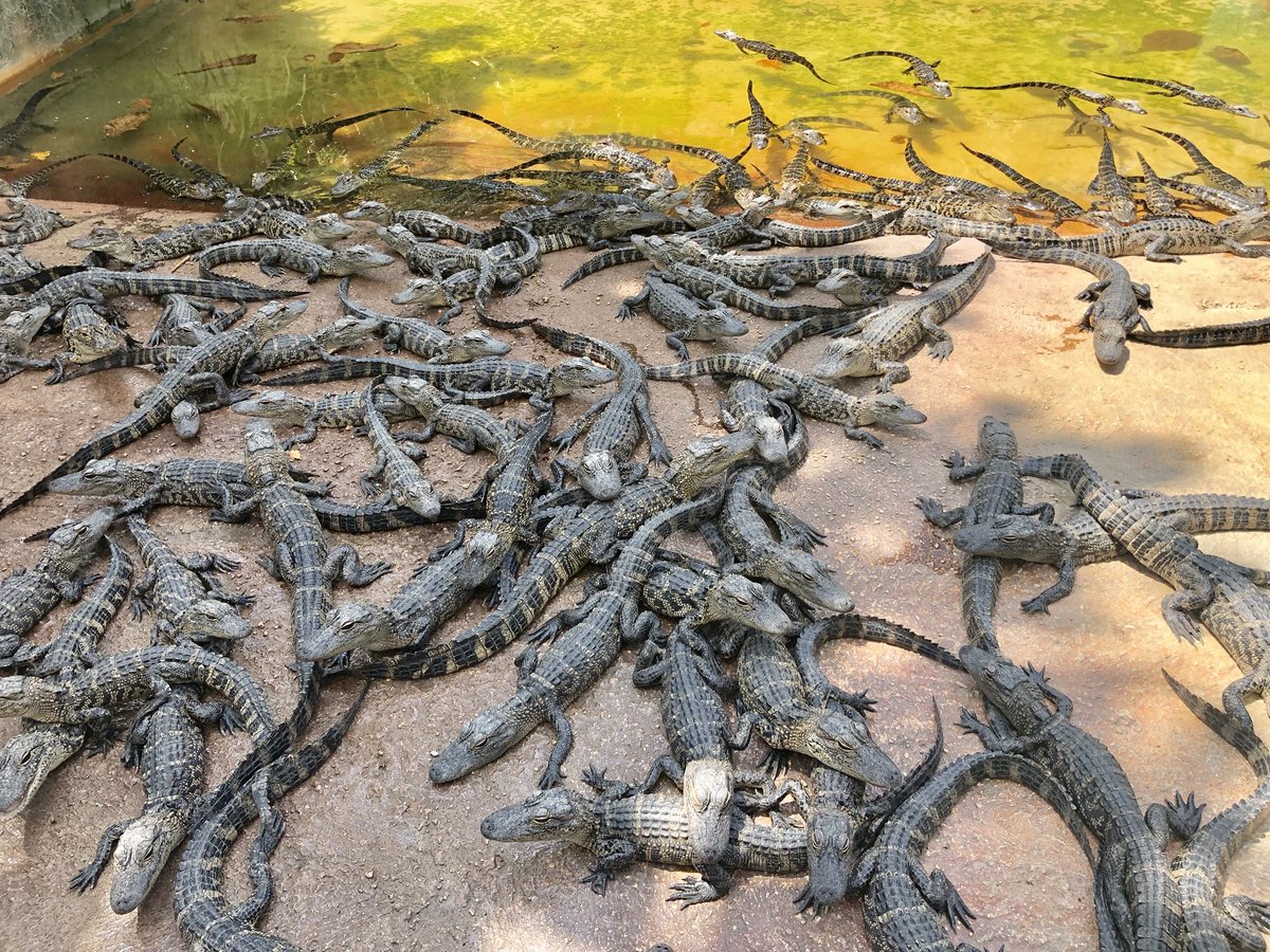 JennievaOcala's tweet photo. I wanted to take this little dude home with me! ππ¬ #babygator #gatorfarm #floridalife https://t.co/0NtI3Usix7
