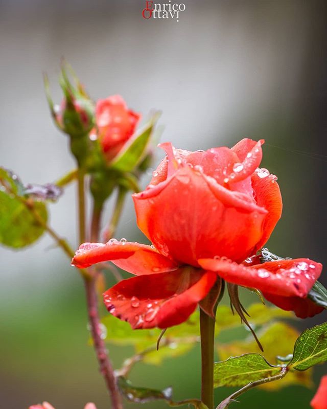 La pioggia mi bagna, il vento mi asciuga e il sole mi riscalda....
Ma, a proposito, che fine ha fatto il sole?
•
•
•
•
•
#rose #redrose #rain #drop #flowerperfection #flowers #redflower #naturelandscape #naturalove #nature_photos #marche_cartolin… bit.ly/2JEpHW9