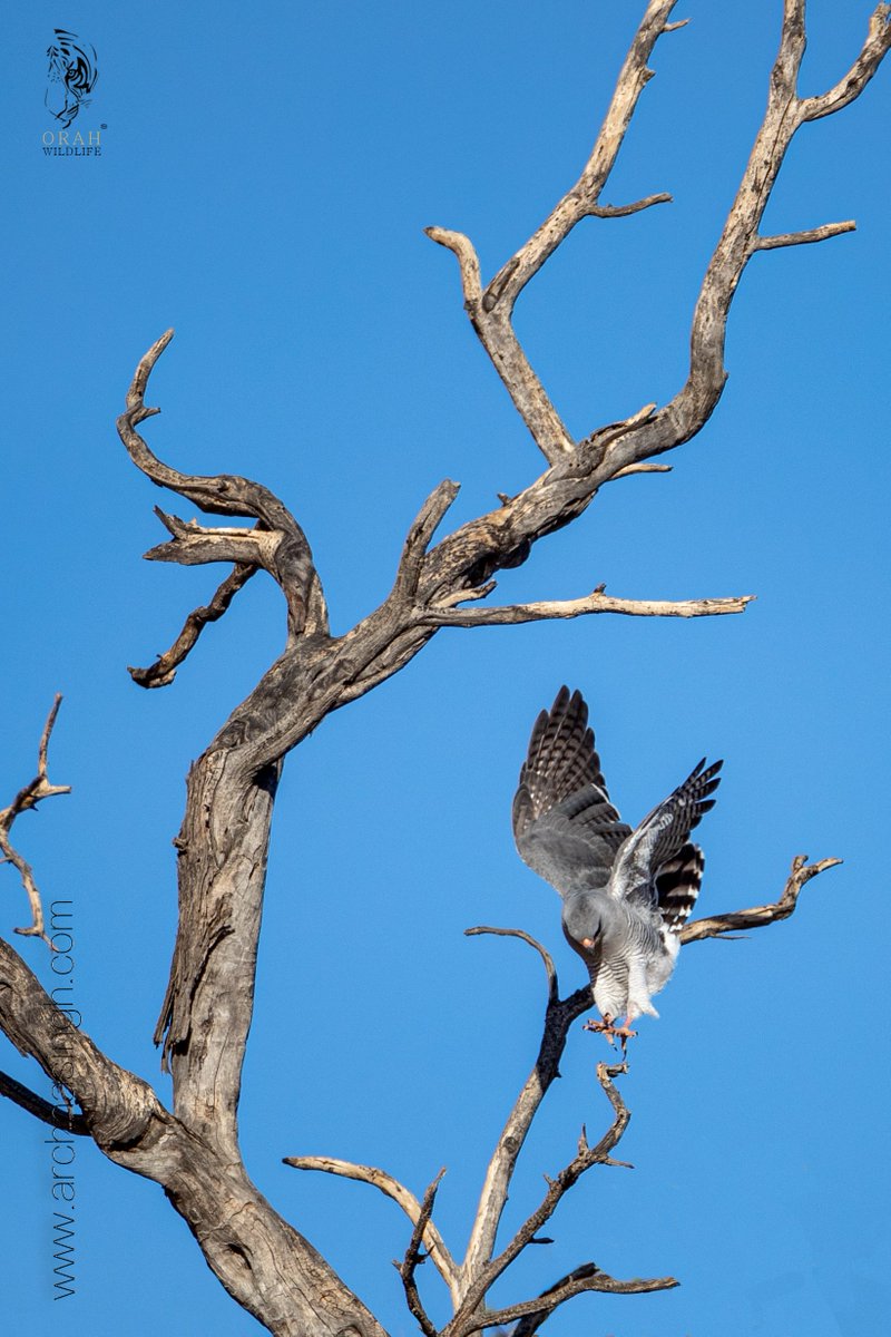 Gabar Goshawk, Kgalagadi Transfrontier National Park, South Africa, April 2019