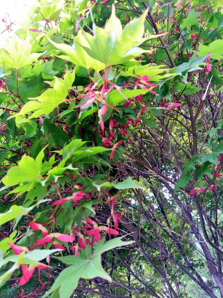 솜사탕 같은 너는
내안에 살고있지
솜사탕 같은 너는
부풀어 오르면 크게 보이지만
손으로 뭉치면 한줌도
안되지
솜사탕 같은 너는
빛이 세게  비치면
사르르 녹아버리지
솜사탕 같은
너는 바로 내안의 적

♧_솜사탕 같은 너, 남정림