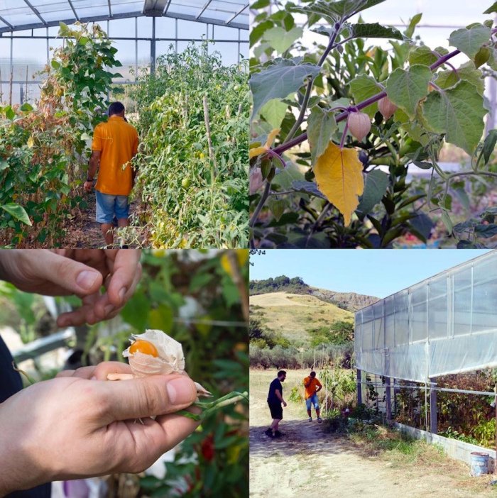 Con #BIOMEGA di #CosimoVeneziano arte e natura dialogano al <a href="/PAV_turin/">Parco Arte Vivente</a> alla ricerca di nuove forme di agricoltura sostenibile, <a href="/twitorino/">Città di Torino</a> <a href="/CSP_live/">Fondazione Compagnia San Paolo</a> <a href="/Camera_Torino/">CAMERA</a> <a href="/ilariabonacossa/">ilaria bonacossa</a> #Torino #Turin 
sguardisutorino.blogspot.com/2019/05/con-bi…