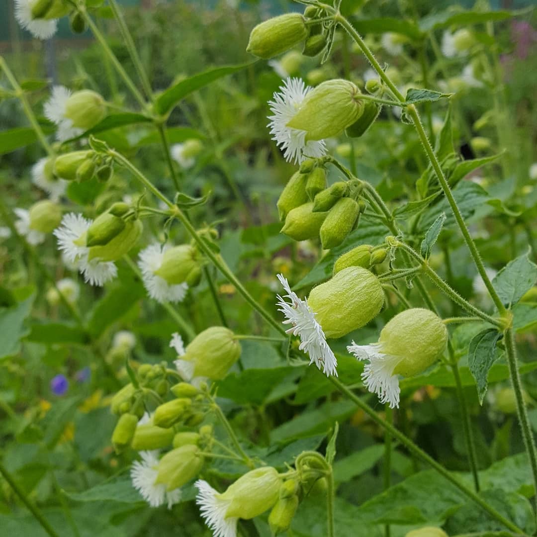 PlantPref's tweet image. Silene fimbriata.

#silene #silenefimbriata #catchfly #whiteflowers #woodland #woodlandplants #plantsforshade #shadegarden