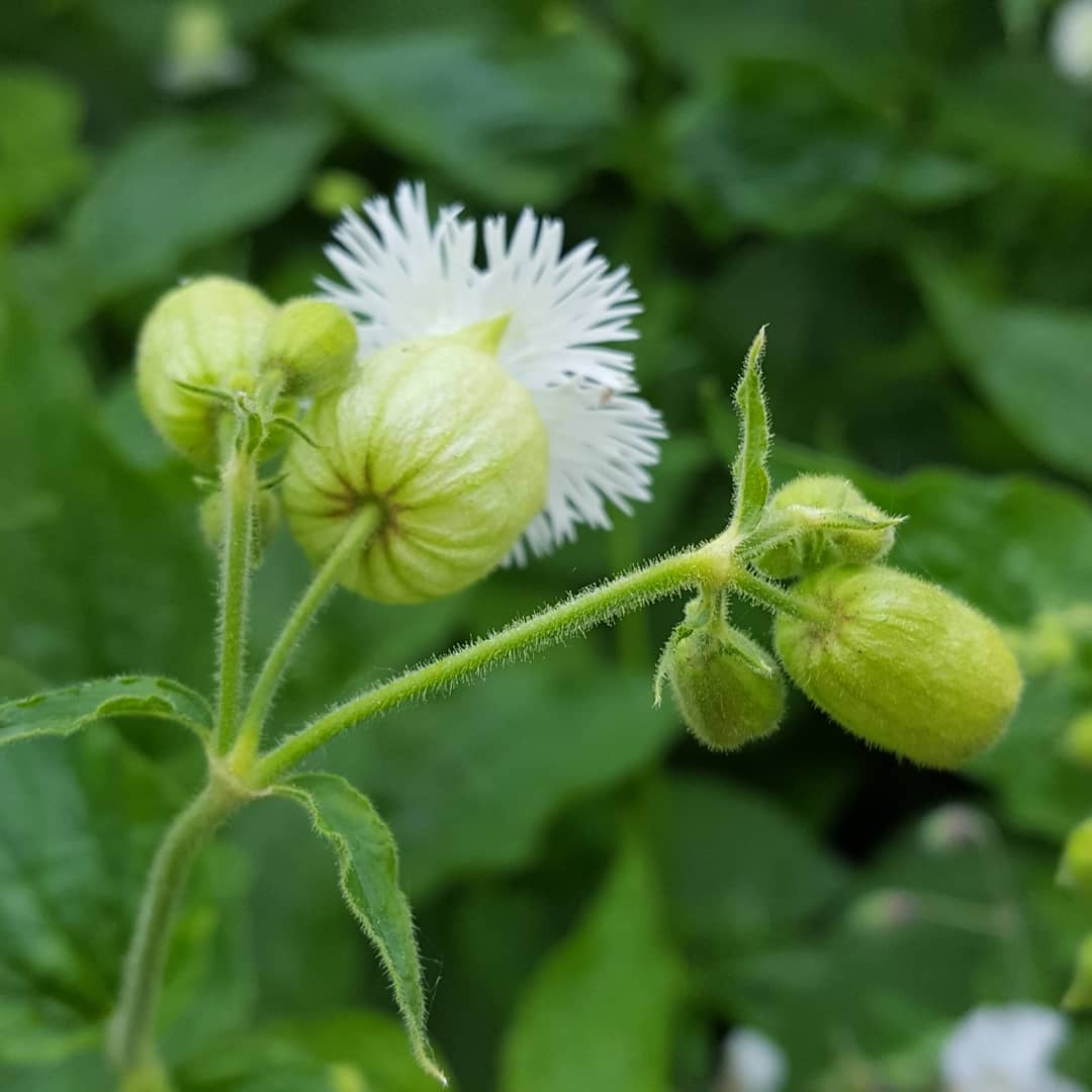 PlantPref's tweet image. Silene fimbriata.

#silene #silenefimbriata #catchfly #whiteflowers #woodland #woodlandplants #plantsforshade #shadegarden