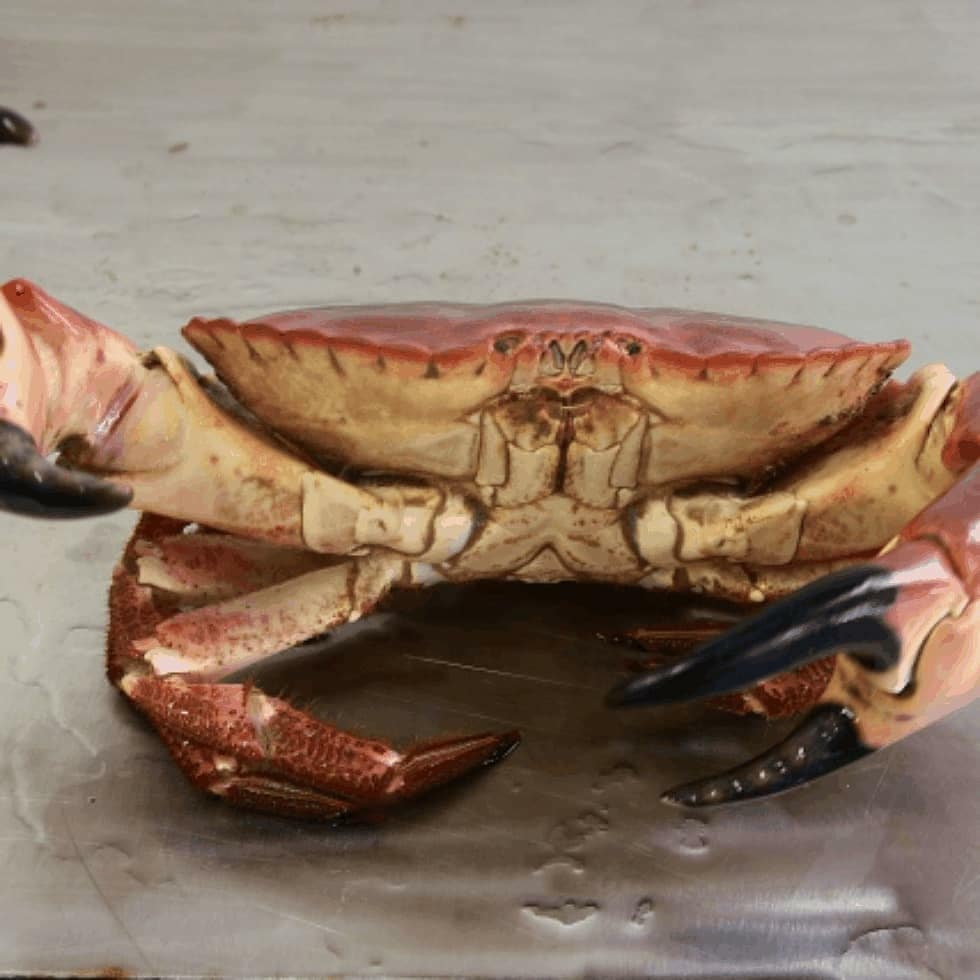 Crabstockfest's tweet photo. @BoAFoodandDrink Weather looking good join the @CrabstockBoys aka @andys_kitchen @AdrianBartlettC it's all about edible brown crab #lovebritishfish @LoveBritishFood https://t.co/wCrsIszGkj