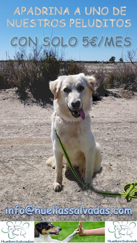 huellassalvadas's tweet photo. 💕APADRINA UNA HUELLA💕
¿Huellerxs, sabeis como hacerlo?
CON SOLO 5€ AL MES.
SI, solo con eso les ayudais a pagar sus gastos de veterinario, alimentación etc.
😊Ellos a cambio os mandaran fotos de agradecimiento y os mandaran whatsapps de como le a ido el dia😊
ANIMARSE https://t.co/uF6IL75LCc