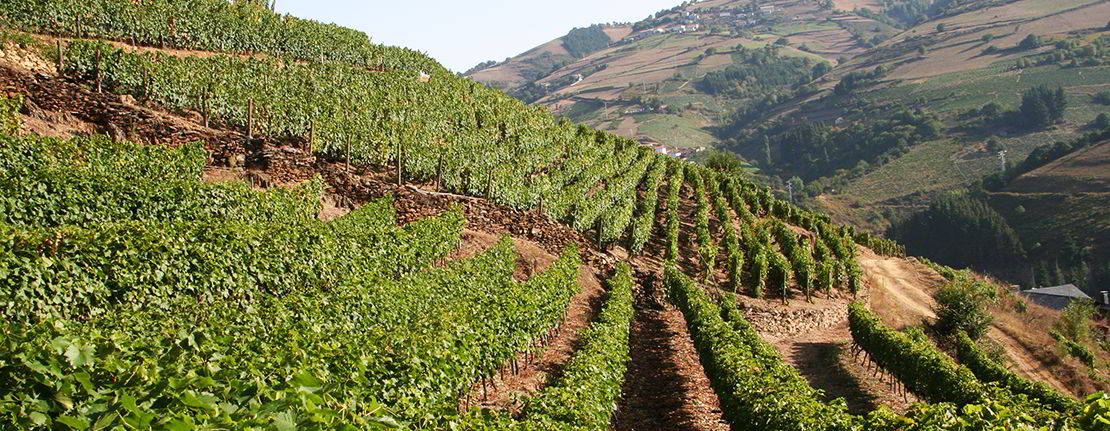CampoymarTPA's tweet photo. Nos vamos a #CangasdelNarcea para saber que esperan los #viticultores de la producción de #vino de este año tras 2 años de poca uva @bodegacorias y conocemos #ProyectoRoble, una asociación que combate los #IncendiosForestales  mediante técnicas silvopastorales https://t.co/7J1aoYVm6e