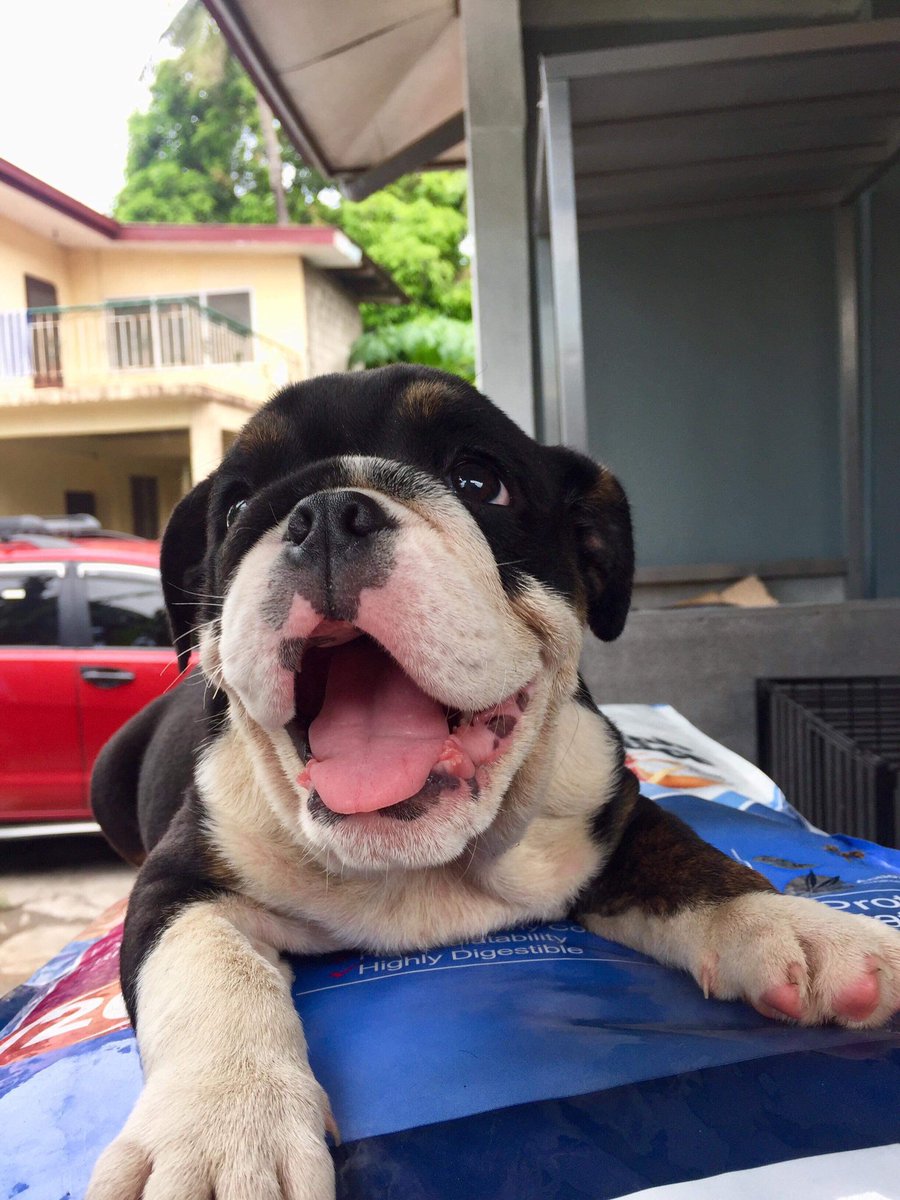 denslegaspi's tweet photo. Female black tri-color english bulldog puppy, anyone? https://t.co/T8gjtQQptu
