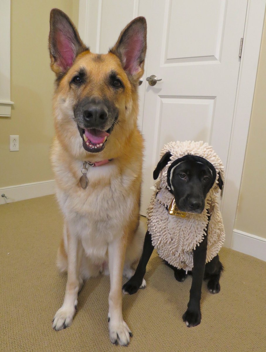 HumorousFeed's tweet image. "our #shepherd found the #perfect #costume for her little #sister this year..." #funny #humor #lol